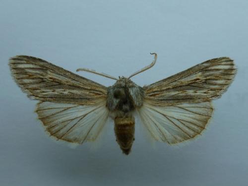 Réf. 255 876 : Cucullia oberthueri